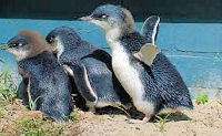 Penguin Obsevation Centre